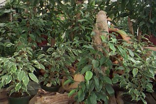 Ficus